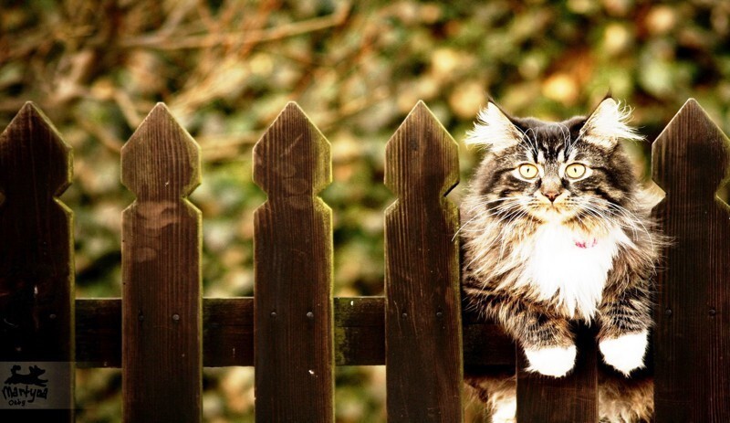 Кошки на заборе