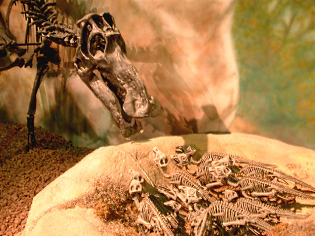 Динозавры бросали яйца, подобно ящерицам