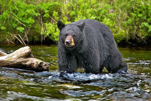 Служащие департамента охоты и рыболовства Нью-Мексико выследили и усыпили самку медведя.