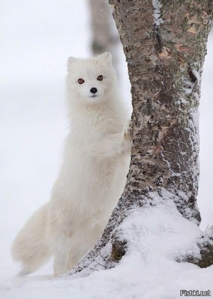 Белая полярная лиса, он же песец  та ещё зверюга