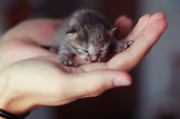 25 маленьких котят, которые согреют ваше сердце!