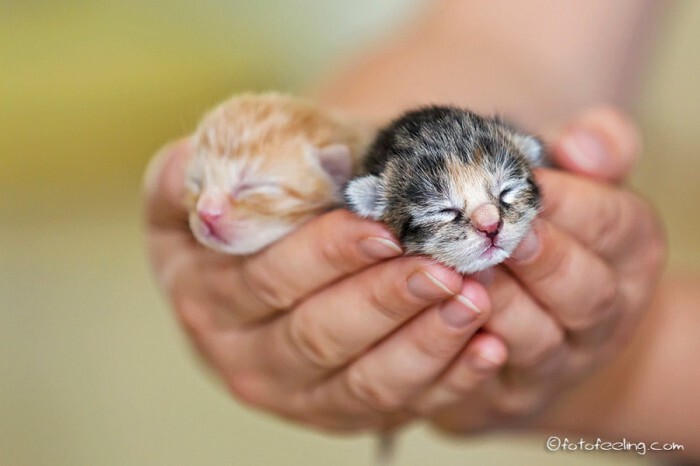 25 маленьких котят, которые согреют ваше сердце!