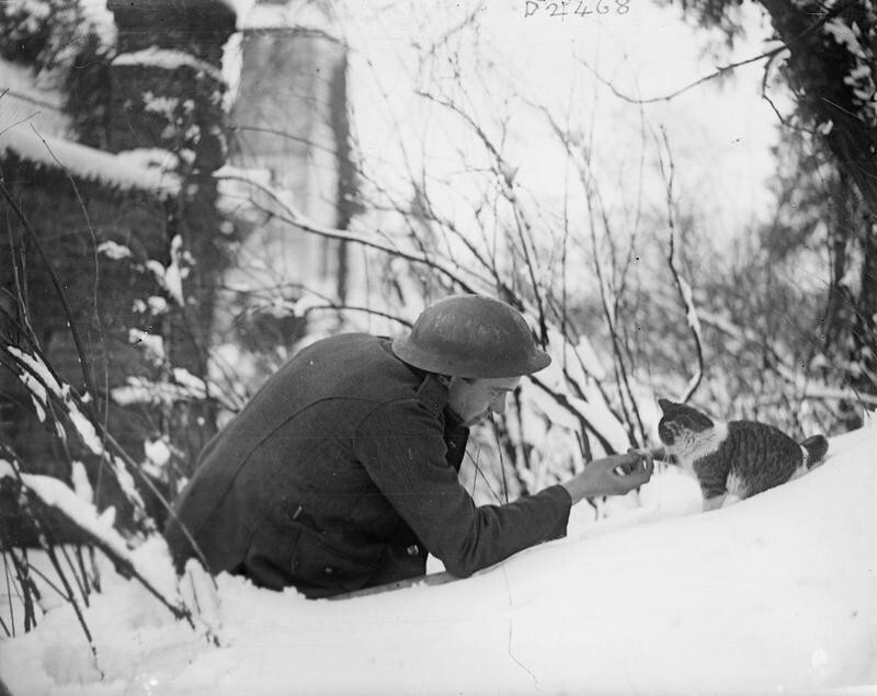 Солдат улучил момент для того, чтобы накормить голодную кошку, 1917