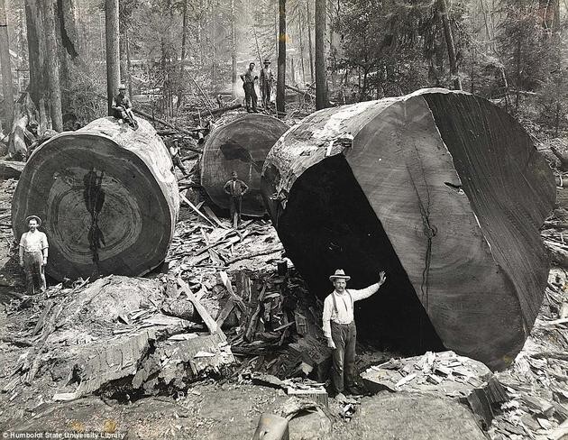Лесорубы позируют у поваленных деревьев в Калифорнии