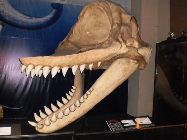 Зубы  левиафана превзошли размерами зубы мегалодона  