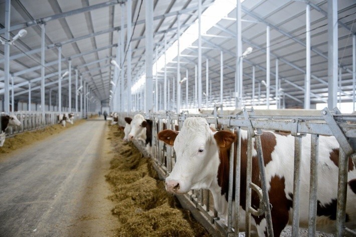 3. В Чувашии введена в эксплуатацию молочная ферма на 1000 голов КРС