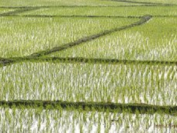 12. План по посадкам риса перевыполнен в Приморье