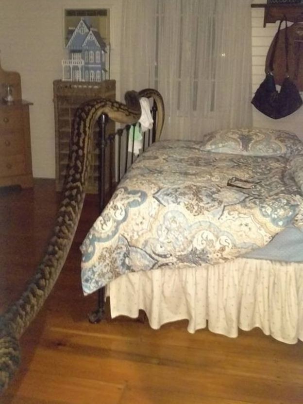 Австралийка обнаружила в своей спальне огромного питона 