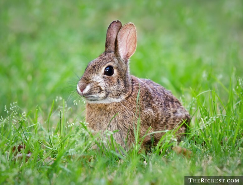 5. Вирусная геморрагическая болезнь кроликов