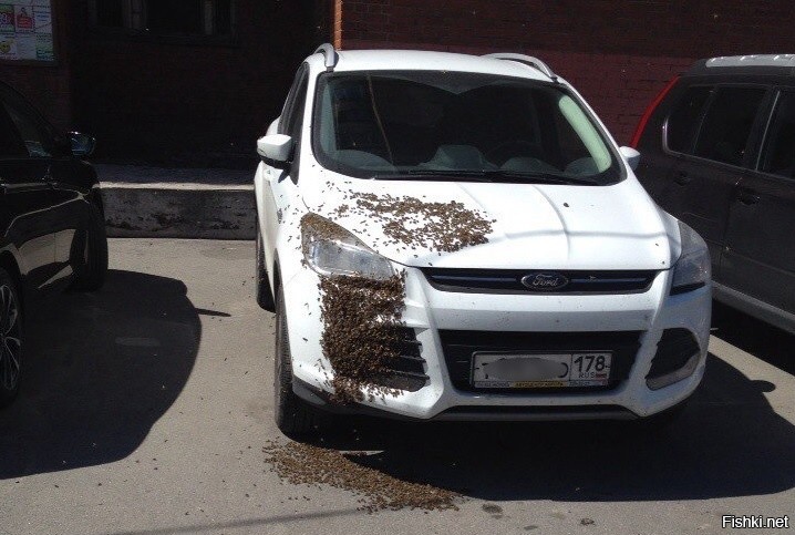 Сегодня днем, 24 июня, в Петербурге пчелиный рой облюбовал капот автомобиля F...