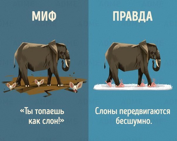 10 мифов о животных