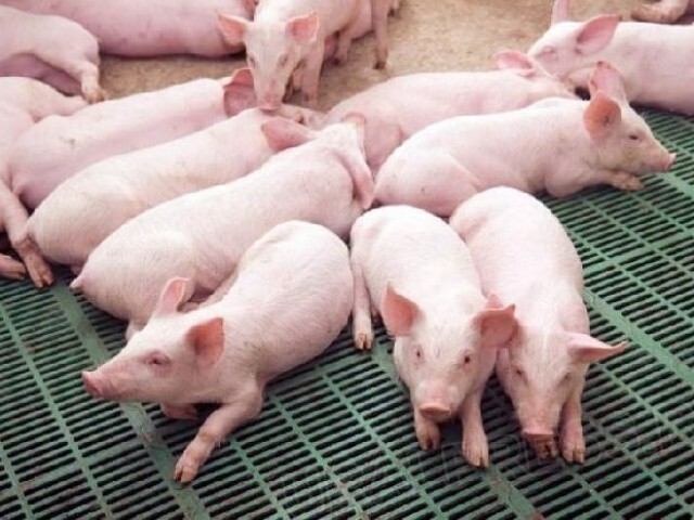 4. Производство свиней на убой в живом весе за пять месяцев увеличилось на 15,4%