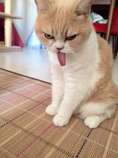 Коюки — самый сердитый кот Японии