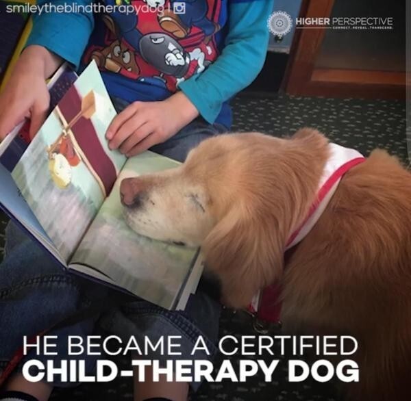Он стал псом, аттестованным для детской терапии.