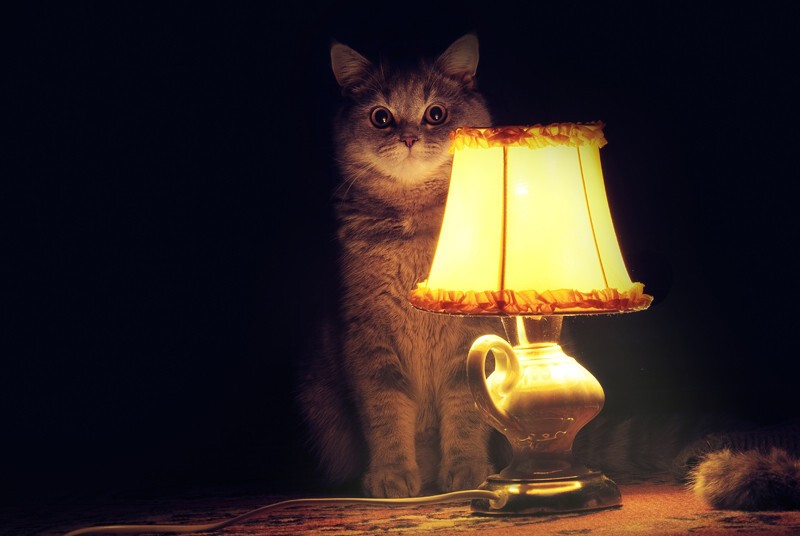 А вот и обещанный кот с лампой))