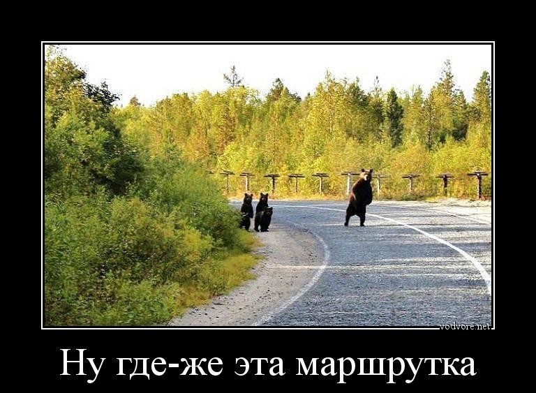 Медвежья маршрутка 