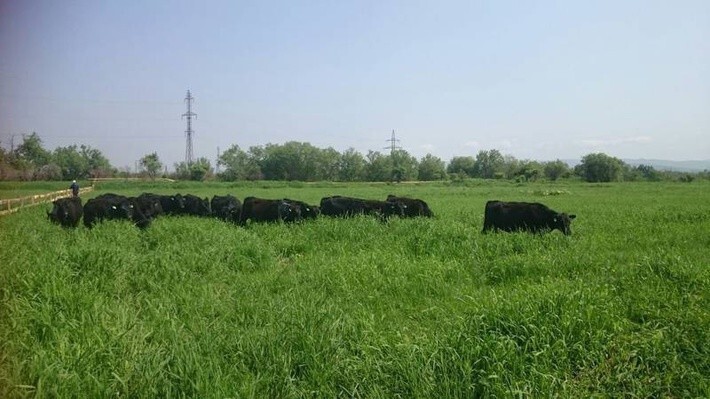 3. В Сахалинской области начали развивать мясное животноводство