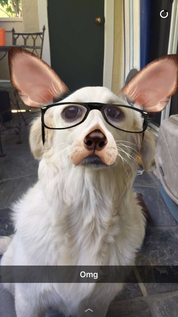 Ученый пес