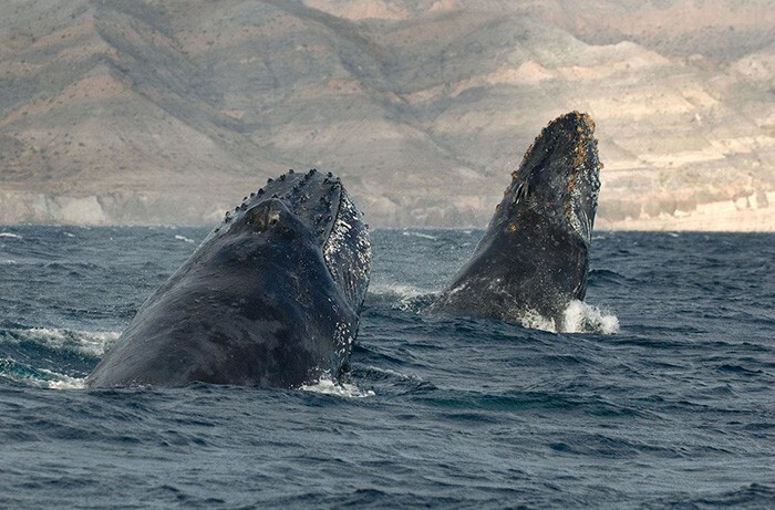 "Я бы хотел посвящать все время фотографированию китов"