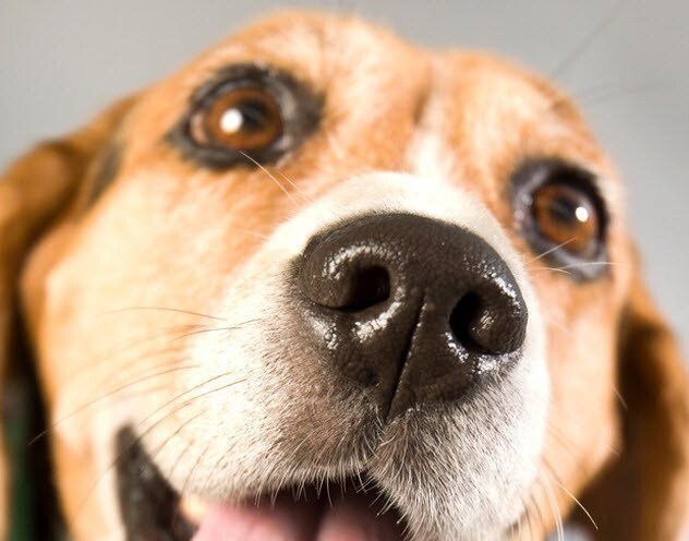 Если у собаки влажный нос, значит, она здорова