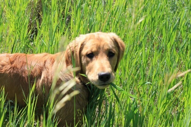 Собаки едят траву, когда нездоровы