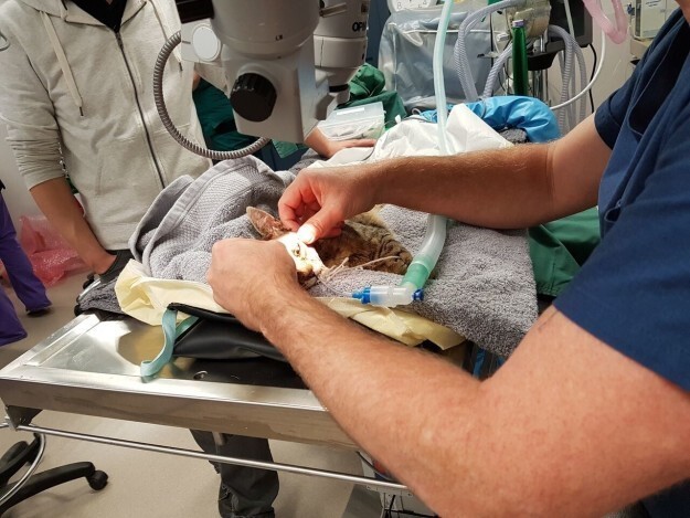 Сложнейшая операция спасла жизни двух шестимесячных котят