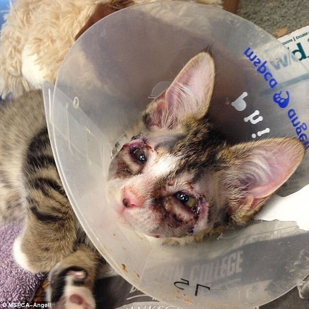 Сложнейшая операция спасла жизни двух шестимесячных котят