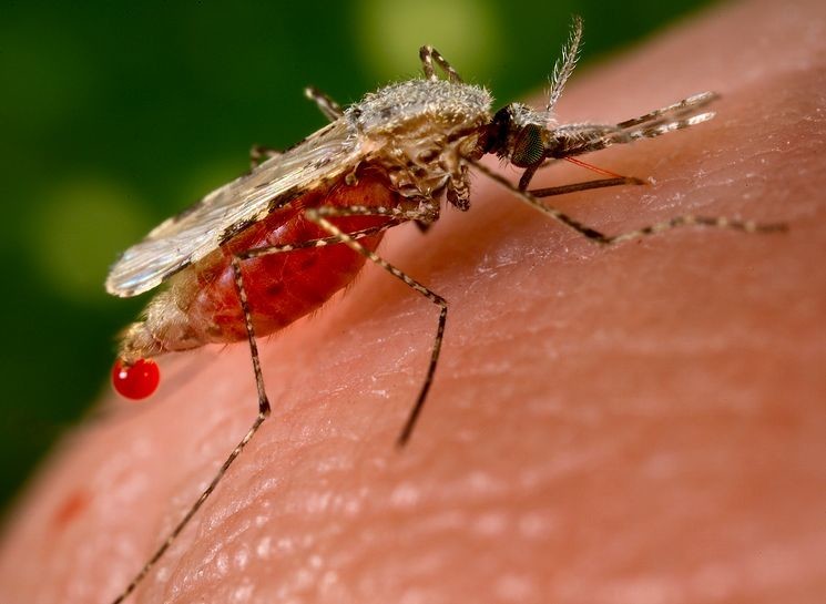 Малярийный москит – анофелес
