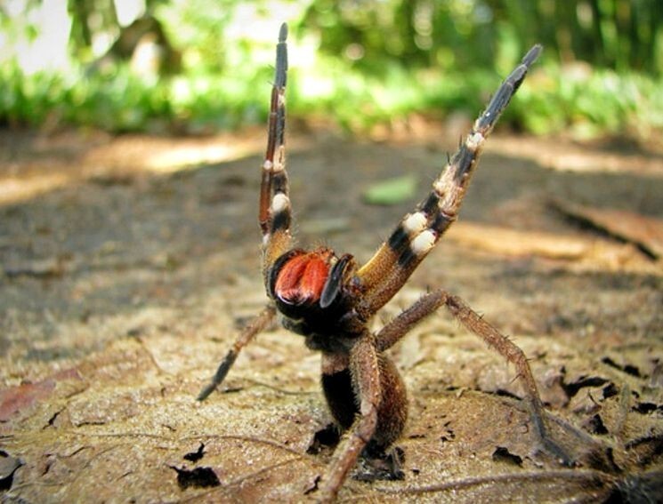 Бразильский странствующий паук (Phoneutria)