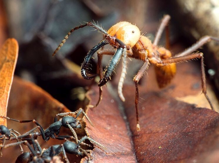 Армейский муравей