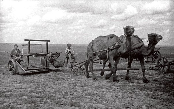 Колхозники сельхозартели им. Осоавиахима выезжают на сенокос. Саратовская область 1942 год. 