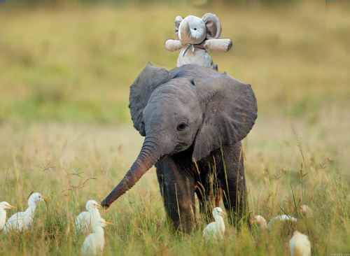 Фотошоперы развернули добрую битву ради потерявшего слоника ребёнка