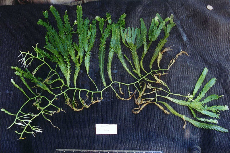 7. Каулепра (Caulerpa taxifolia)