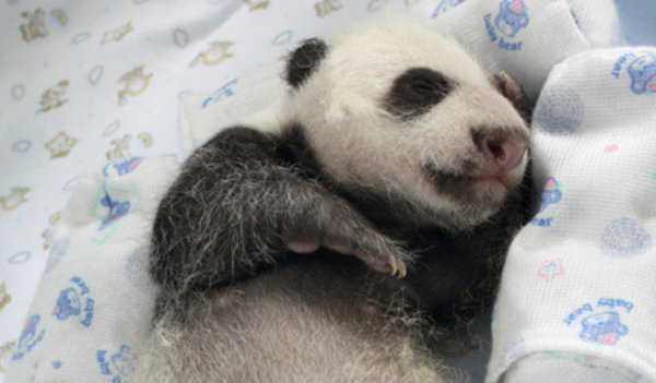  На две панды больше 