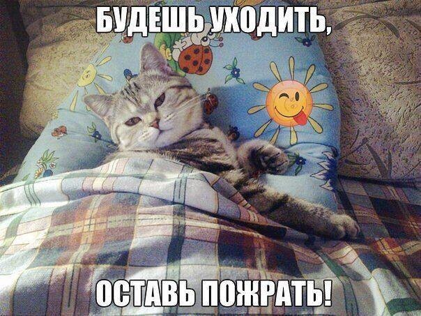 Котики