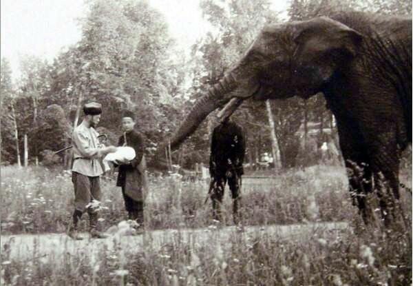 Николай II кормит слона в Царском селе 1905