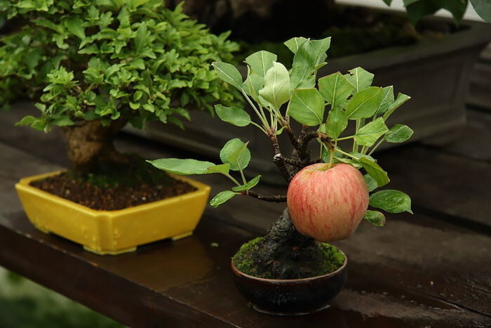 На бонсай яблоне растет полноразмерное яблоко.