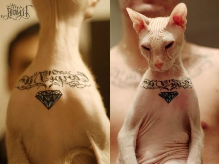 Татуировки на животных. Искусство или издевательство?