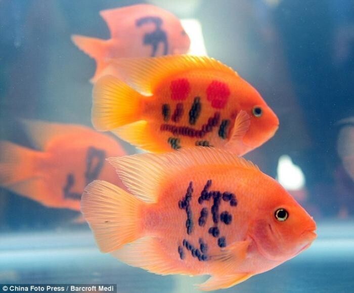 Татуированные рыбки