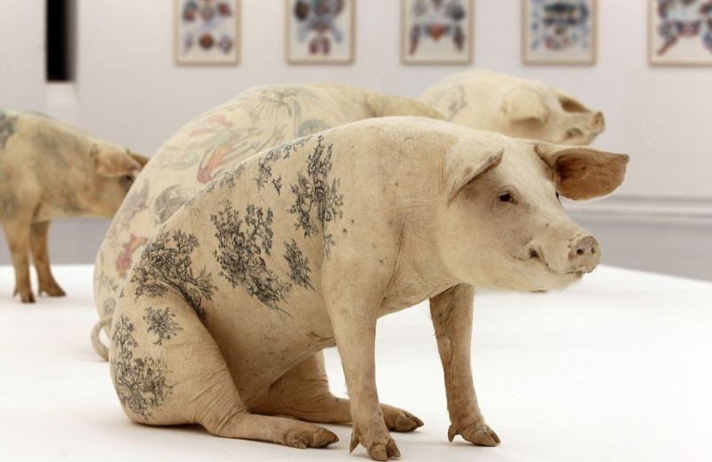 Татуировки на животных. Искусство или издевательство?