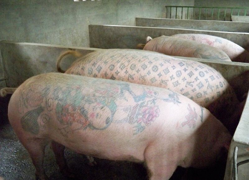 Татуировки на животных. Искусство или издевательство?