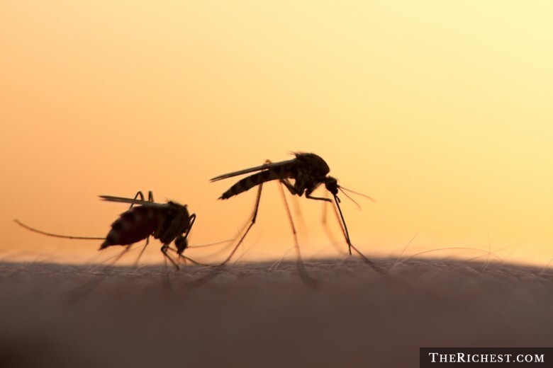 2. Миллионы людей гибнут из-за... комаров