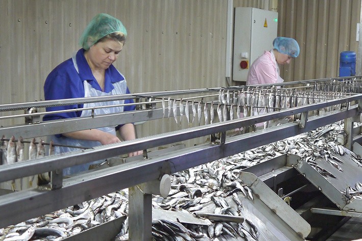 Калининградская область наращивает производство шпрот