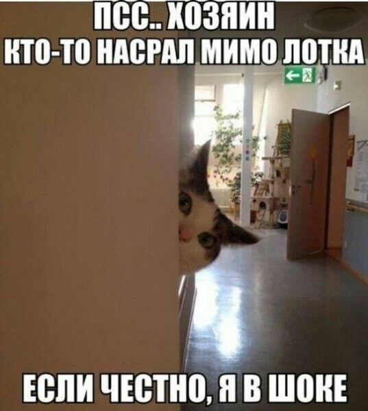 Котейкины дела