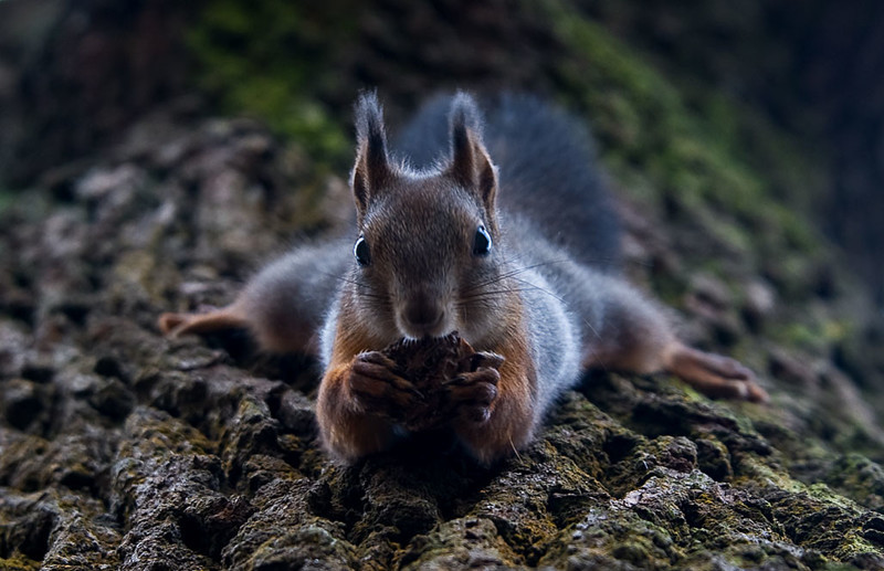 squirrel