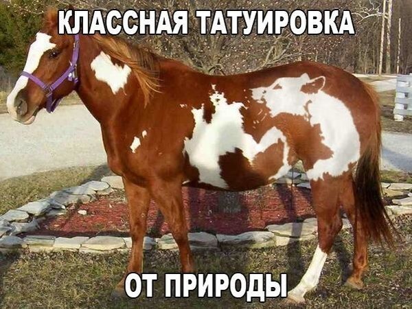 Прикольные картинки