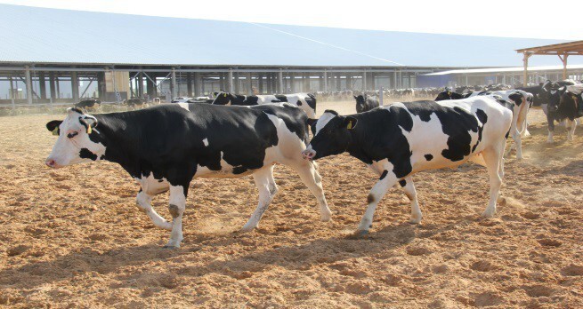 На новый молочно-товарный комплекс в Белгородской области завезены нетели голштинской породы