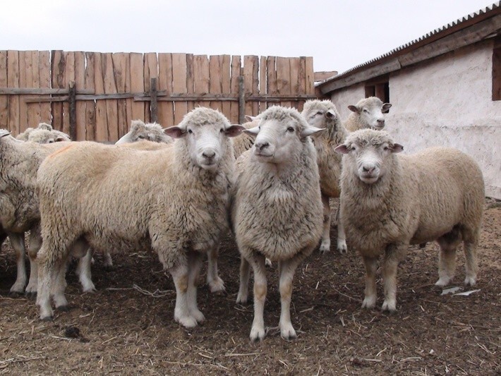 Астраханские фермеры реализовали более 7 тысяч голов овец в Грузию