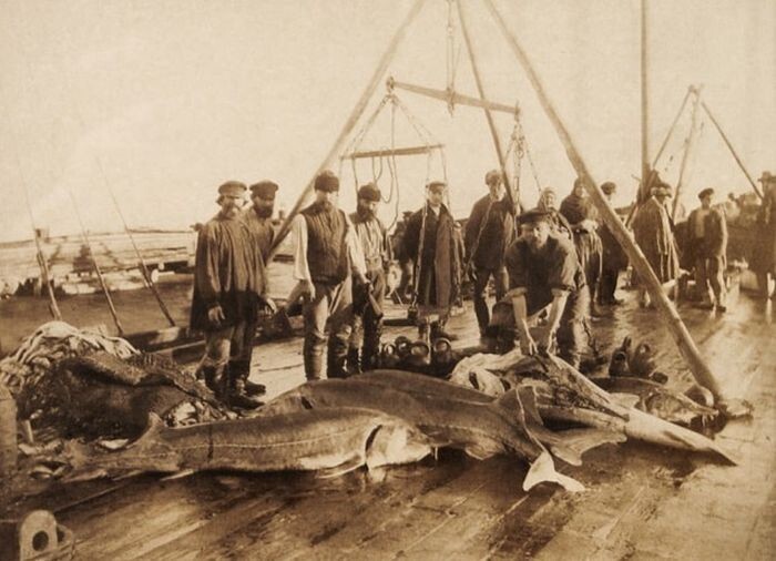 Осетры, выловленные близ Астрахани, примерно 1910-1911 год