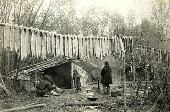 Заготовка юколы (вяленой рыбы) в Якутии, 1912 год